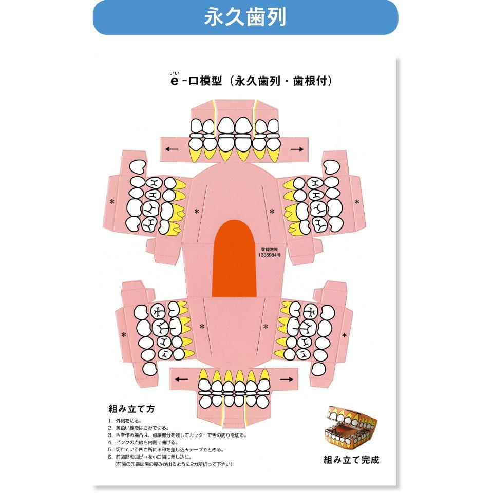 ｅ－口模型　永久歯列