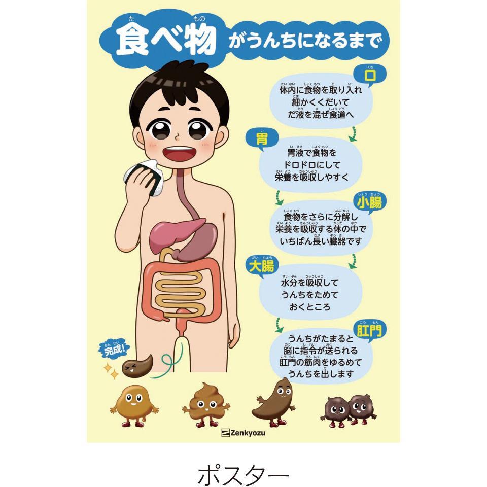 うんち模型教材　きょうはどんな「うんち」かな？