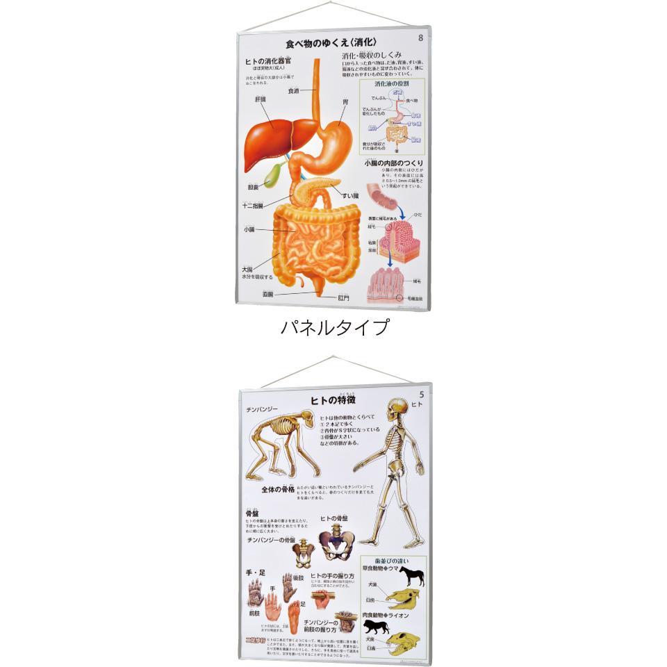 人体のつくりとはたらき　パネル版